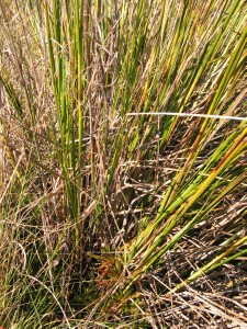 Cutting Sedge stems and leaf bases