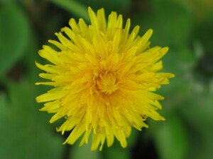Dandelion flower