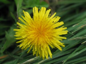 Dandelion flower