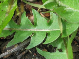 Dandelion leaves