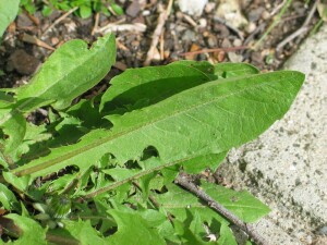 Dandelion leaves