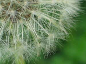Dandelion pappus