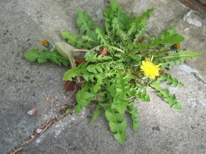 Dandelion plant
