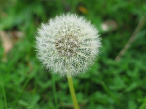 Dandelion fruit