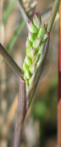 Desmazeria - emerging spike