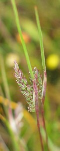 Desmazeria spikelets