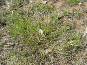 Desmazeria young spikelet