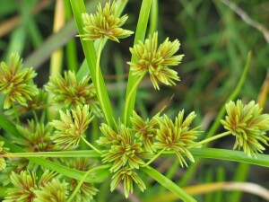 Drain Flat-sedge flower-heads