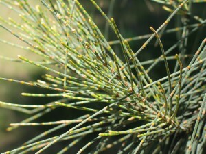 Drooping She Oak branchlets