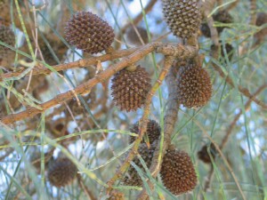Drooping She Oak cones