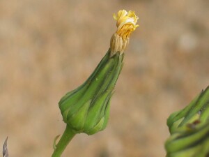 Emerging flowers of Dune Thistle