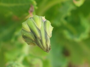 Dune Thistle flower-bud