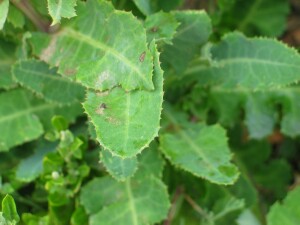 Leaves of Dune Thistle