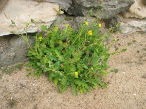 Dune Thistle plant