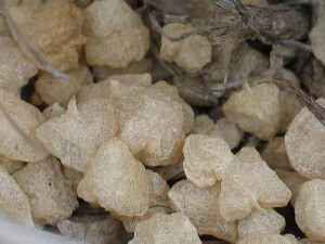 Fallen ripe fruit of Eastern Flat-top Saltbush
