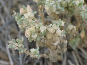 Eastern Flat-top Saltbush fruit