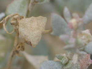 Eastern Flat-top Saltbush fruit