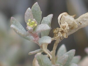 Eastern Flat-top Saltbush fruiting branch