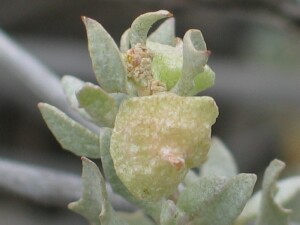Eastern Flat-top Saltbush fruit and male flower