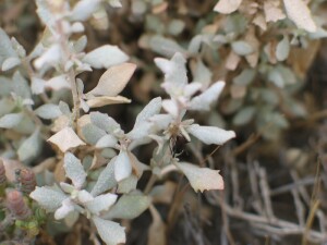 Eastern Flat-top Saltbush leaves