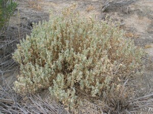 Eastern Flat-top Saltbush plant