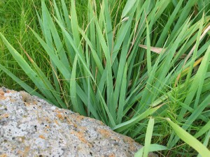 Leaves of English Couch