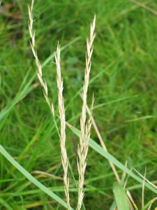 Mature flower spikes of English Couch