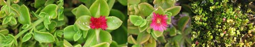 Family Names Montage - Aizoaceae (pigface)