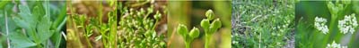 Family Names Montage - Apiceae (parsley)