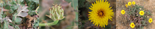 Family Names Montage - Asteraceae (daisy)