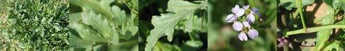 Family Names Montage - Brassicaceae (cress)