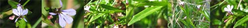 Family Names Montage - Campanulaceae (bluebell)