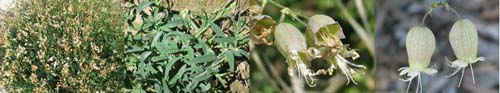 Family Names Montage - Caryophyllaceae (chickweed)