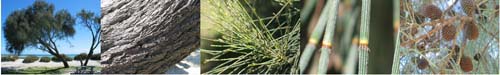 Family Names Montage - Casuarinaceae (sheoak)