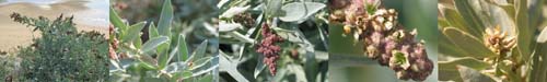 Family Names Montage - Cheopodiaceae (saltbush)