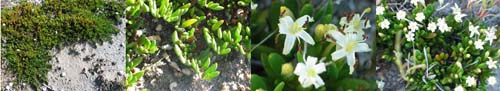 Family Names Montage - Convolvulaceae (morning glory)