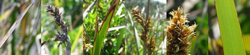 Family Names Montage - Cyperaceae (sedge)