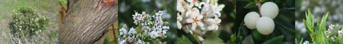 Family Names Montage - Gentian