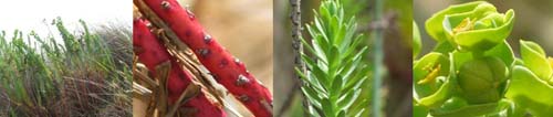 Family Names Montage - Euphorbiaceae (spurge)