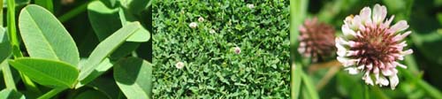 Family Names Montage - Fabaceae (pea)