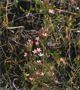 Family Names Montage - Gentian