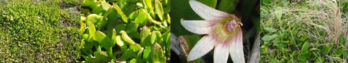 Family Names Montage - Goodeniaceae (goodenia)