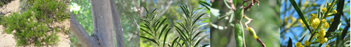 Family Names Montage - Mimosaceae (wattle)