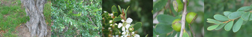 Family Names Montage - Myrtaceae (myrtle)