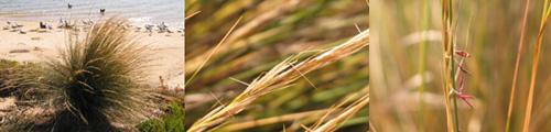 Family Names Montage - Poaceae (grass)