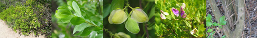Family Names Montage - Polygonaceae (dock)