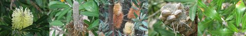 Family Names Montage - Proteaceae (protea)