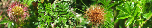 Family Names Montage - Rosaceae (rose)
