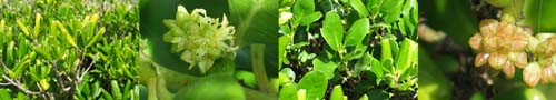Family Names Montage - Rubiaceae (coprosma)