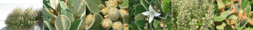 Family Names Montage - Rutaceae (rue)